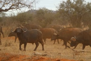 Mombasa: 3-Days 2-Nights Tsavo East and West Private Safari.