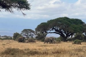 Mombasa: 6-päiväinen Tsavo West, Tsavo East ja Amboseli safari