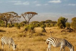 Mombasa: 6-päiväinen Tsavo West, Tsavo East ja Amboseli safari
