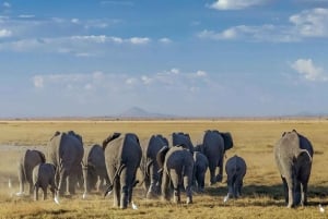 Mombasa/Nairobi: 3 giorni di safari a Tsavo East e Amboseli