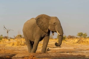 Mombasa/Nairobi: 3 giorni di safari a Tsavo East e Amboseli