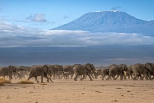 Mombasa/Nairobi: 3 giorni di safari a Tsavo East e Amboseli