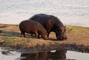 Morogoro: 1 Tag Best of Mikumi (Luxustransfer & offener Jeep)