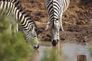 モロゴロ発：3日間 ニエレレ国立公園サファリ＆ボートツアー