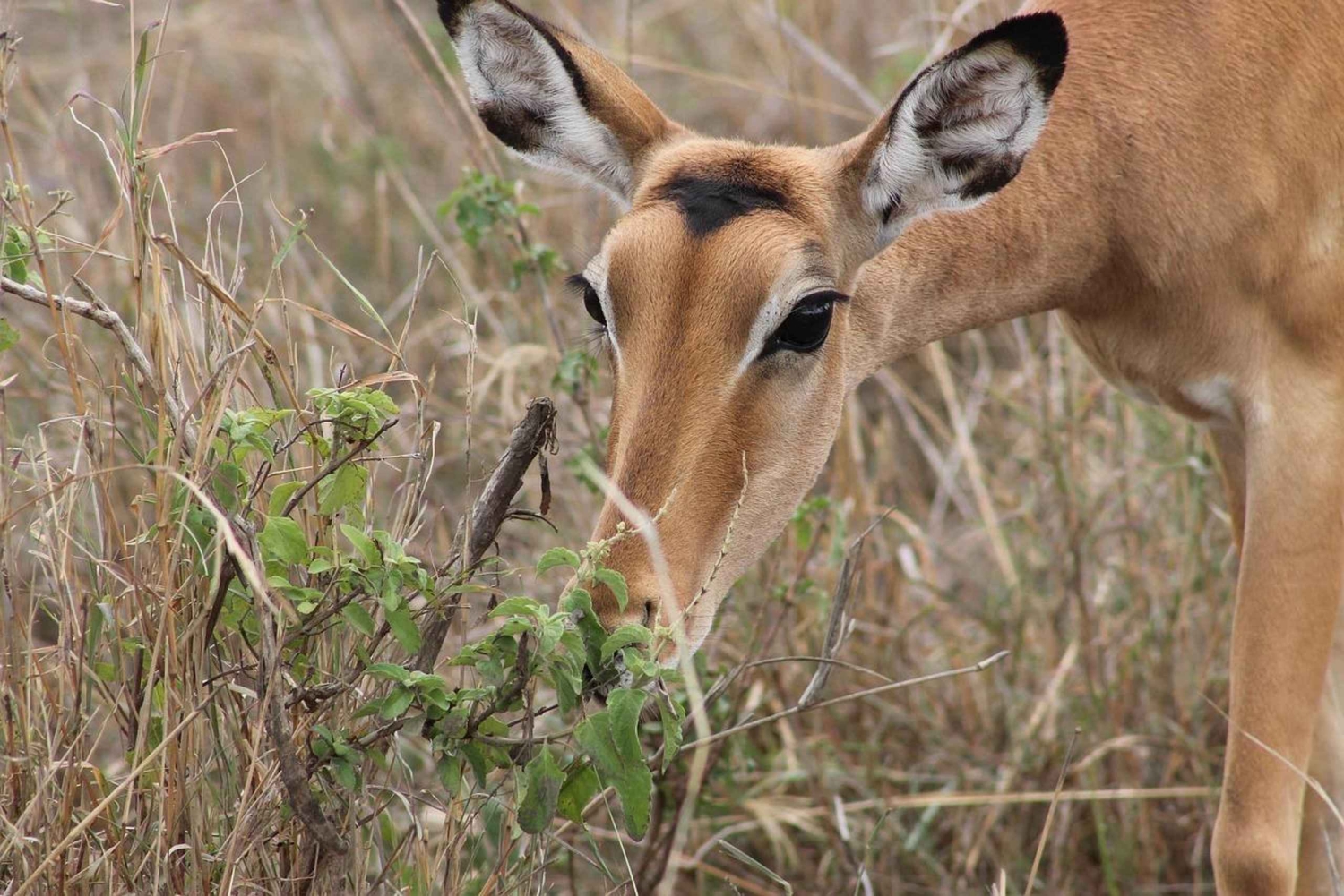 Morogoro - Mikumi nationaal park: Dag safari