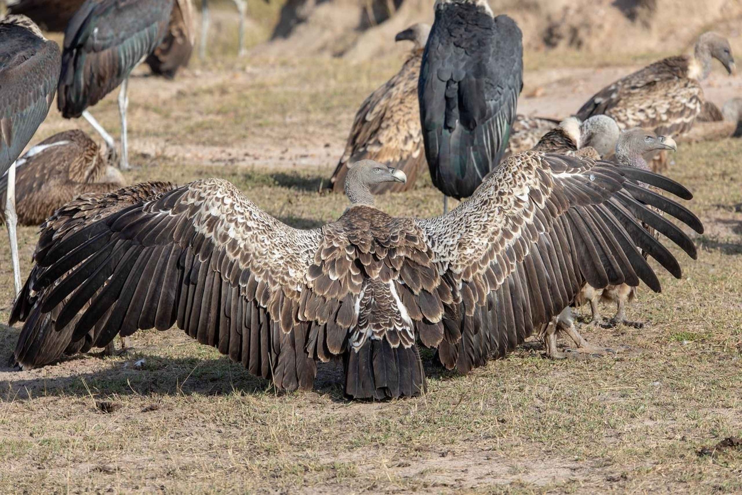 Morogoro - Mikumi nationaal park: Dag safari