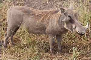 Morogoro - Mikumi nationaal park: Dag safari