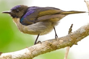 Morogoro: Uluguru Mountains Waterfalls Guided Hike