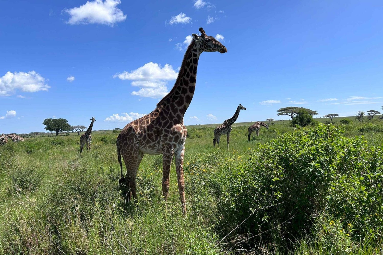 Moshi: 2-daagse safari naar het Manyara-meer en Ngorongoro met overnachting