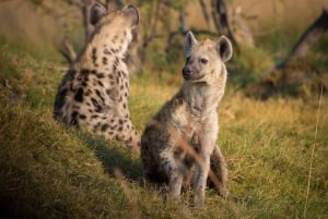 Moshi: 2-dagers safari til Lake Manyara og Ngorongoro med overnatting