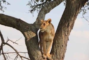 Moshi: 2-dagers safari til Lake Manyara og Ngorongoro med overnatting
