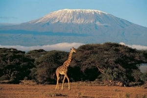 Moshi: trekking di 4 giorni dal Kilimangiaro all'altopiano di Shira