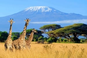 Moshi: trekking di 4 giorni dal Kilimangiaro all'altopiano di Shira