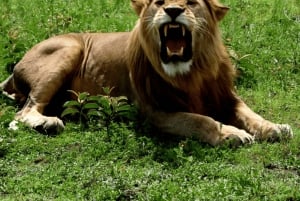 Moshi: 9-dages safari til Serengeti, Ngorongoro og Tarangire