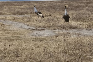 Moshi: 9-dages safari til Serengeti, Ngorongoro og Tarangire