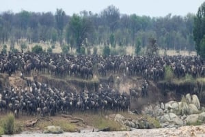 Moshi: 9-dages safari til Serengeti, Ngorongoro og Tarangire