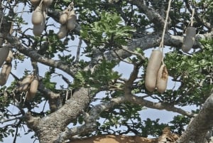 Moshi: 9-dages safari til Serengeti, Ngorongoro og Tarangire