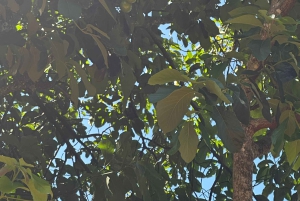 Моши/Аруша: однодневная экскурсия к горячим источникам Чемка и водопаду Матеруни