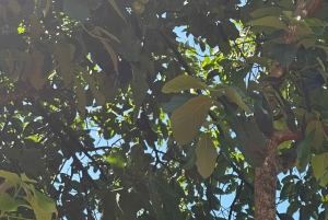 Moshi/Arusha: Chemka Hot Springs Materuni Waterfall Day tour