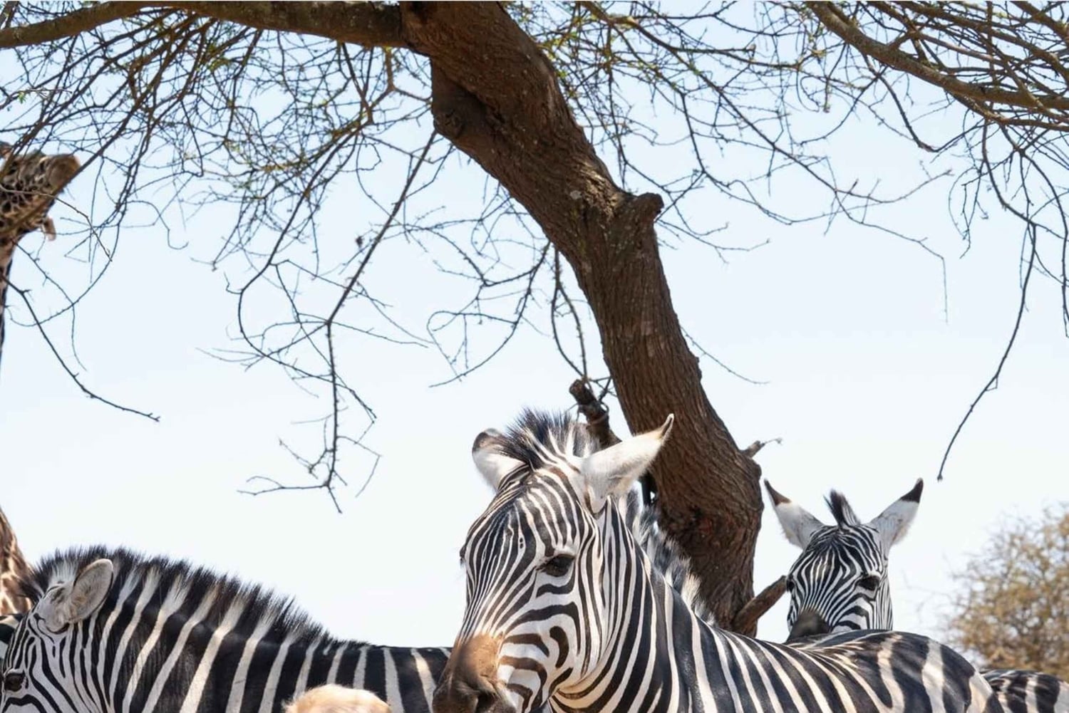 Moshi/Arusha: gita di 1 giorno alla scoperta della fauna selvatica e del villaggio Masai