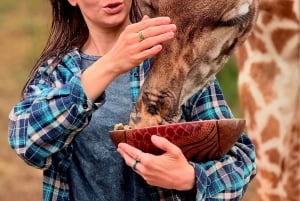 Moshi/Arusha: gita di 1 giorno alla scoperta della fauna selvatica e del villaggio Masai