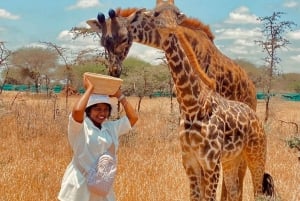 Moshi/Arusha: gita di 1 giorno alla scoperta della fauna selvatica e del villaggio Masai