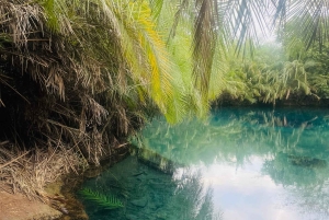 Moshi/Arusha: Materuni-fossen, kaffetur og varme kilder