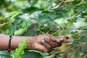 Moshi/Arusha: Materuni Waterfalls, Hot Springs & Coffee Tour