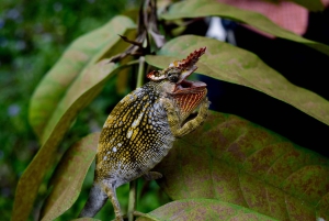 Moshi: Noche en la aldea Chagga con opciones para el segundo día