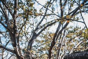 Moshi: excursión de 1 día a las termas de Chemka con recogida en el alojamiento