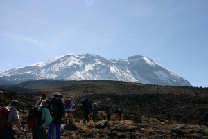 Ab Moshi: Geführte Tagestour zum Kilimandscharo