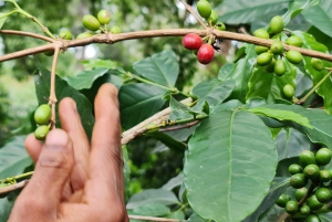 モシ：マテルニ滝、コーヒーツアー、キクレツワ温泉