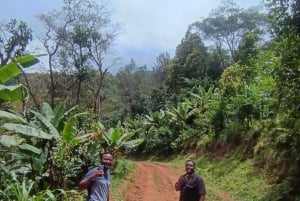 Moshi: Cascadas de Materuni y tour de café con almuerzo