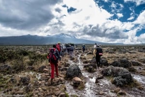 Moshi:Mount Kilimanjaro Day Hike with Mandara Hut Trek