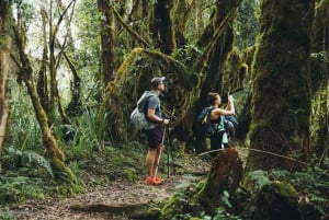 Moshi:Mount Kilimanjaro Day Hike with Mandara Hut Trek