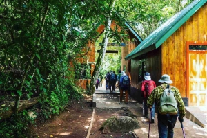 Moshi:Mount Kilimanjaro Day Hike with Mandara Hut Trek