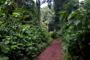 Moshi: Rau Forest (Hiking or Bike Tour)