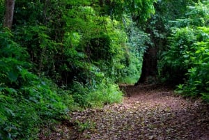 Moshi: Rau Forest (Hiking or Bike Tour)