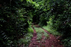 Moshi: Rau Forest (Hiking or Bike Tour)