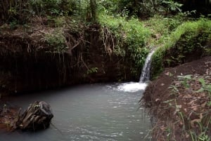 Moshi: Rau Forest (Hiking or Bike Tour)