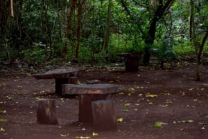 Moshi: Rau Forest (Hiking or Bike Tour)