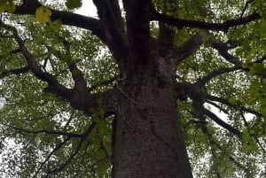 Moshi: Rau Forest (Hiking or Bike Tour)
