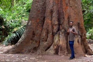 Moshi: Rau Forest (Hiking or Bike Tour)