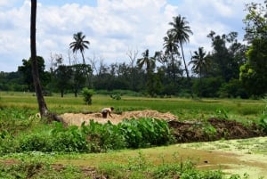 Moshi: Rau Forest (Hiking or Bike Tour)