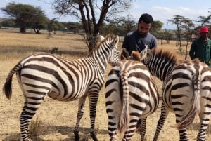 Moshi: Serval Wildlife Tour ruokineen ja juomineen