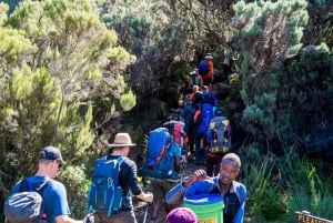 Monte Kilimanjaro: 7 días de caminata por la ruta Lemosho