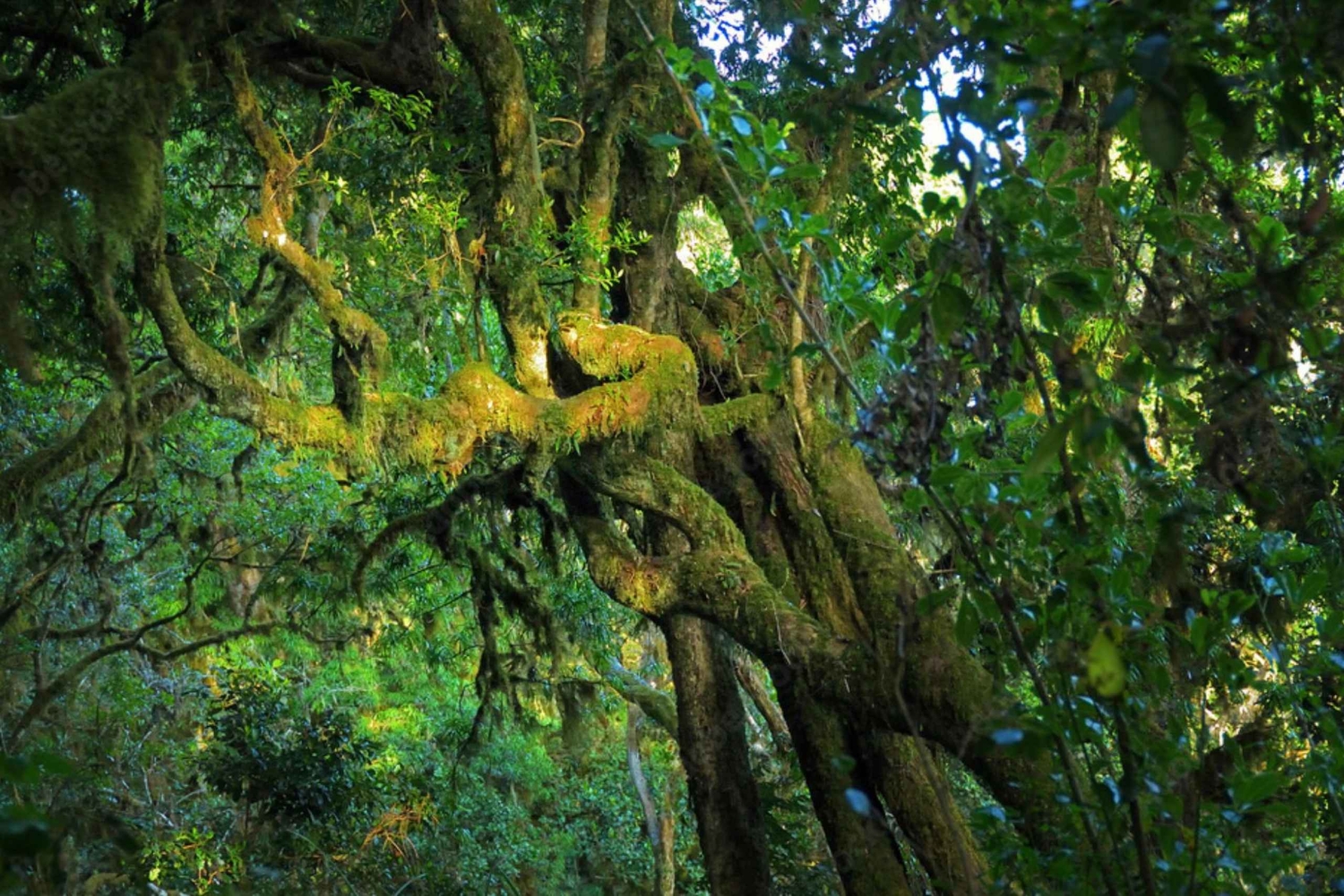 Jednodniowa wycieczka na Kilimandżaro przez bramę Marangu