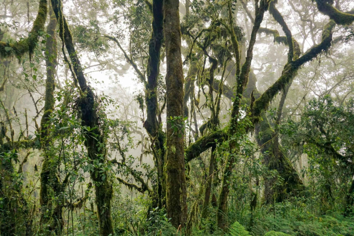 Jednodniowa wycieczka na Kilimandżaro przez bramę Marangu
