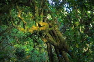 Jednodniowa wycieczka na Kilimandżaro przez bramę Marangu
