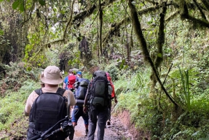Jednodniowa wycieczka na Kilimandżaro przez bramę Marangu